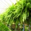 Care for Ferns during the Winter