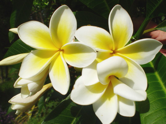 Frangipanis Plant