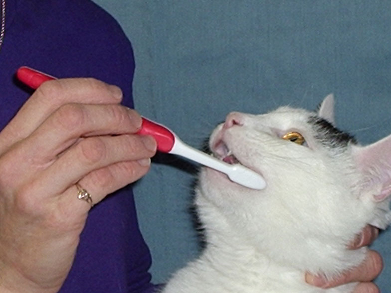 Cat’s Teeth