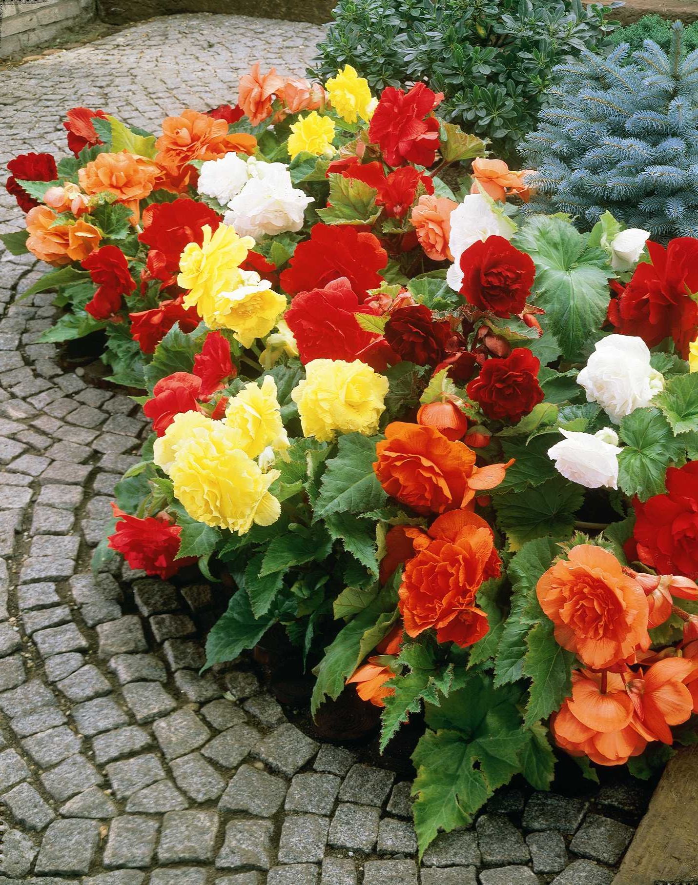 Begonia plant