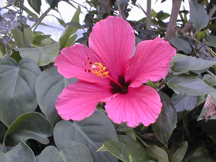 Chinese Hibiscus