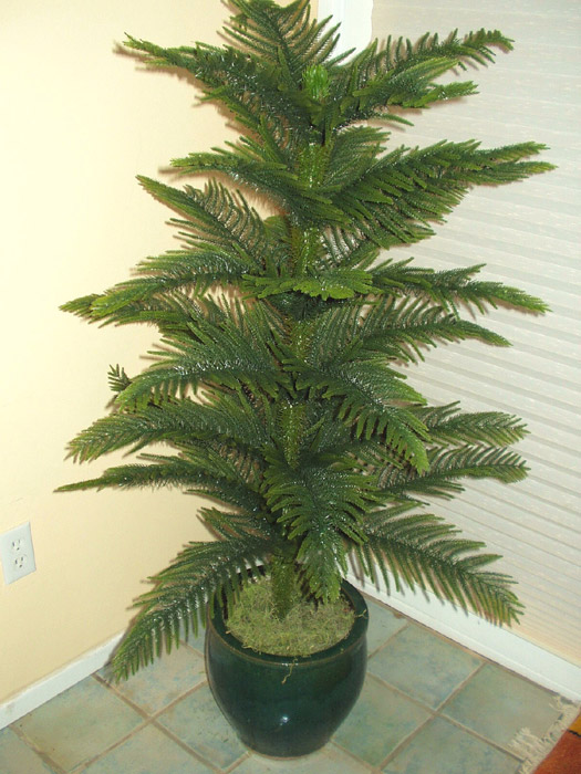 Norfolk Pine Plant