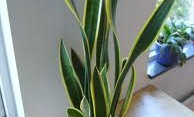 How to Care for a Sansevieria or Snake Plant