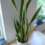 How to Care for a Sansevieria or Snake Plant