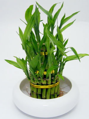 Lucky bamboo