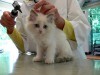 Kitten at the vet