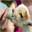 Feed Baby Goat with Corn Syrup