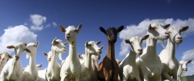 healthy goats