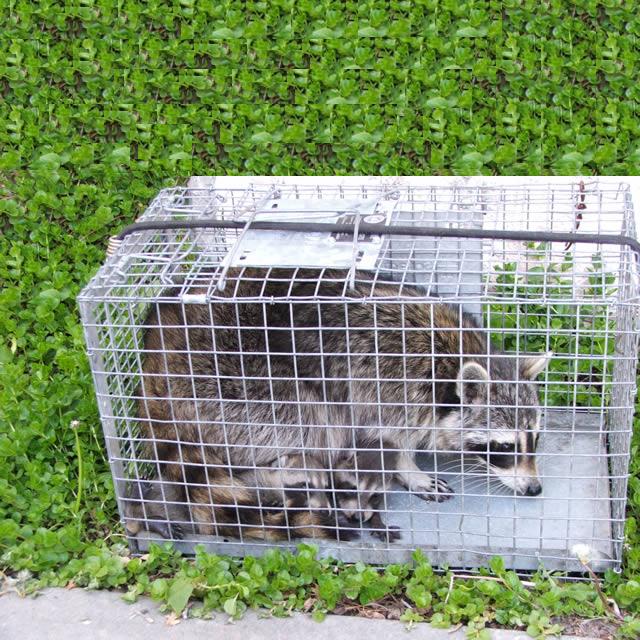 Raccoons in cage