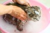 Shampooing a cat