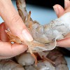 Peeling shrimps