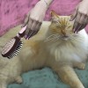 Brushing a cat