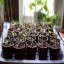 How to Grow Seeds Indoors4