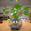 Grow a Lily Flower in your Fish Bowl