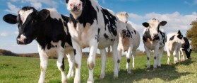 How to Increase Milk Production in Cows