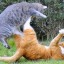 Cats Fighting with each other