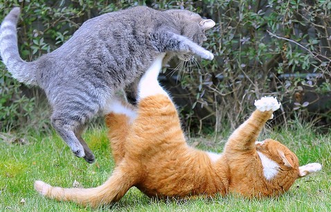 Cats Fighting with each other