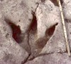 Dinosaur footprint