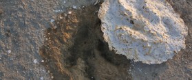 Dinosaur Footprint