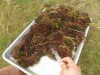 Wash Seaweeds