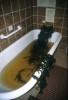 Seaweeds in Bathtub