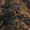 Clods of Dirt