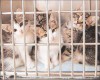 Kittens in a shelter