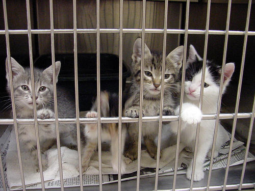 Cats at pet store