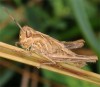 Locusts developing wing