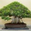 Ficus Bonsai Tree