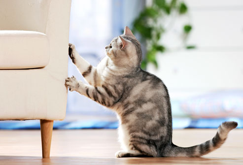 Train a Cat Not To Scratch Furniture
