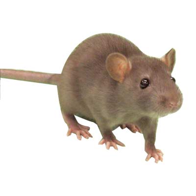 using rat pison safely