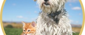 Start a Pet Supply Business