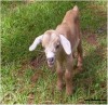 Newborn Baby Goat