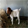 Newborn Goat Grazing