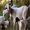 Newborn Goat in Herd