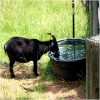 Pet Goat Drinking Water