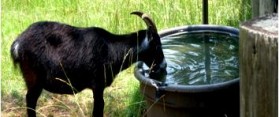 Pet Goat Drinking Water
