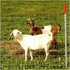 Pet Goat Fence