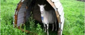 Pet Goat Shelter