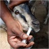 Pet Goat Diseases