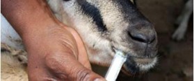 Pet Goat Diseases