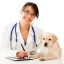 Steps to Become a Veterinarian