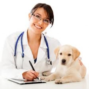 Steps to Become a Veterinarian
