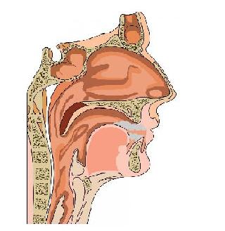 Staph Infection in Nose