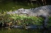 Crocodile Bank