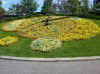 flower clock