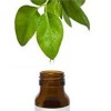 Tree Tea Oil
