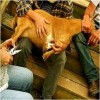 Trimming Pet Goat Hooves