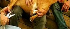 Trimming Pet Goat Hooves